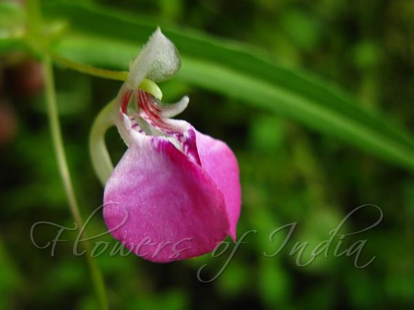 Short-Horn Balsam